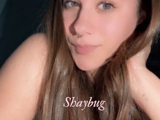 Shaybug